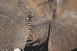Through the Eye of an Elephant (image for) Through the Eye of an Elephant